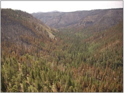 Frijoles Canyon area showing treated and untreated areas.