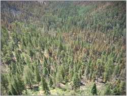 Frijoles Canyon area showing treated and untreated areas.