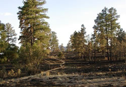 View of the beginning of the Burnt Mesa Trail, showing light burn conditions.