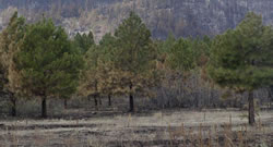 View near Ponderosa Campground where the fire effects are very light.