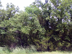 View of dense vegetation.