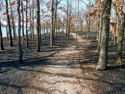 Burned forest floor beneath hardwood species.