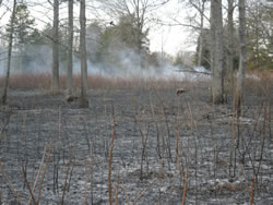 Turkeys foraging in the black, minutes after the burn at Cowpens.