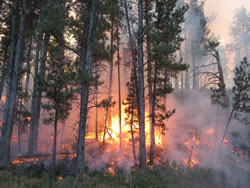 Surface fire burning along the forest floor.