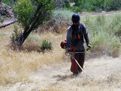 Firefighter creating a fuelbreak using a weed eater.