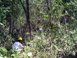 Minnesota Conservation Corps crew cutting buckthorn.