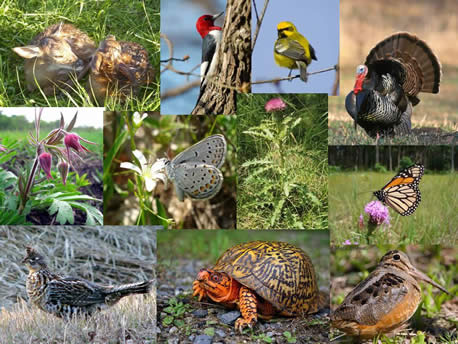A series of plant and animal photos.