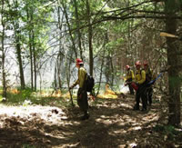 Crews involved with prescribed burning in the forest.