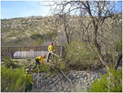 Module members clearing brush.