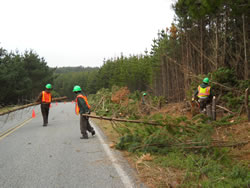 Conservation corps crew members cutting and hauling young bishop pine trees.