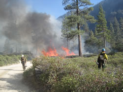 Firefighters monitoring a prescribed burn.