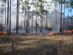 Prescribed fire burning under a pine forest.