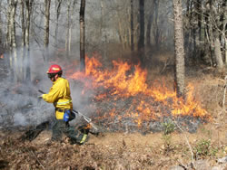 Firefighter patrolling a fireline.