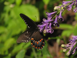 A black, white, and orange butterfly on tall larkspur in bloom.