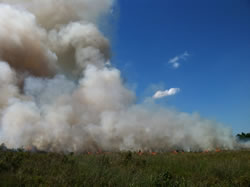 Prescribed burn.