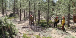 Saguaro Wildland Fire Module members Ty Crowe, Kevin Norton, and Gabrielle O’Connor, cutting and piling on the thinning project.