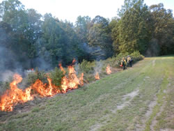 Firefighters starting the prescribed fire.