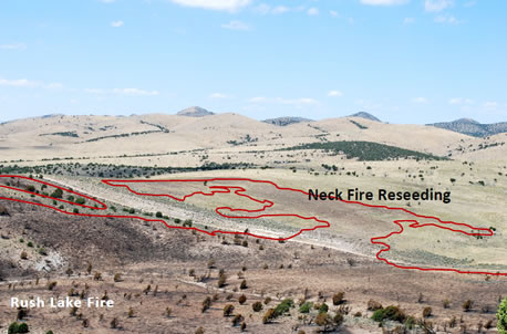 View of the Rush Lake Fire burn area next to the Neck Fire Reseeding area.