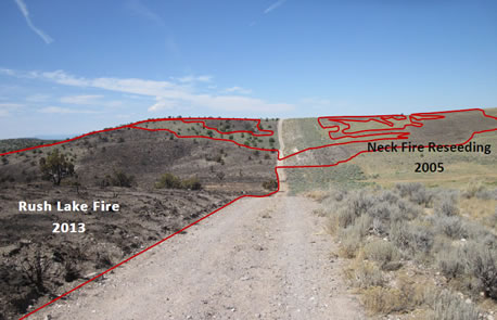 View of the Rush Lake Fire burn area next to the Neck Fire Reseeding area.