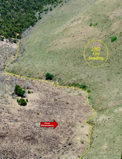 Aerial view of the Black Mountain Fire burn area stopped at the 2002 seeding area.