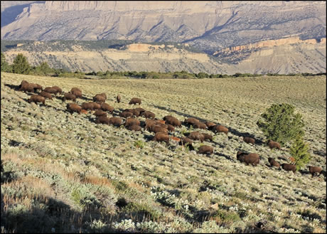 Bison herd.