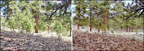 Two images: before and after pictures of a ponderosa pine stand that was thinned.